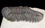 Bargain, Reedops Trilobite - Atchana, Morocco #47373-2